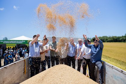 Colheita de arroz vira evento badalado em Santa Catarina e reúne 1.200 pessoas como se fosse estreia de novela