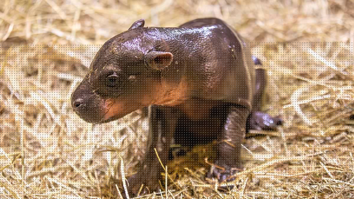 McMoo Deng? Scottish zoo welcomes pygmy hippo calf