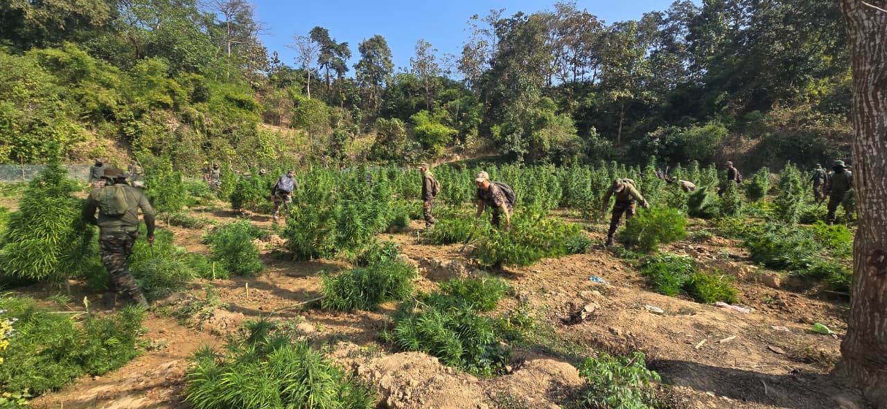 Assam Rilfes Destroys Illicit Ganja Cultivation Worth ₹14.5 Crore In Tripura