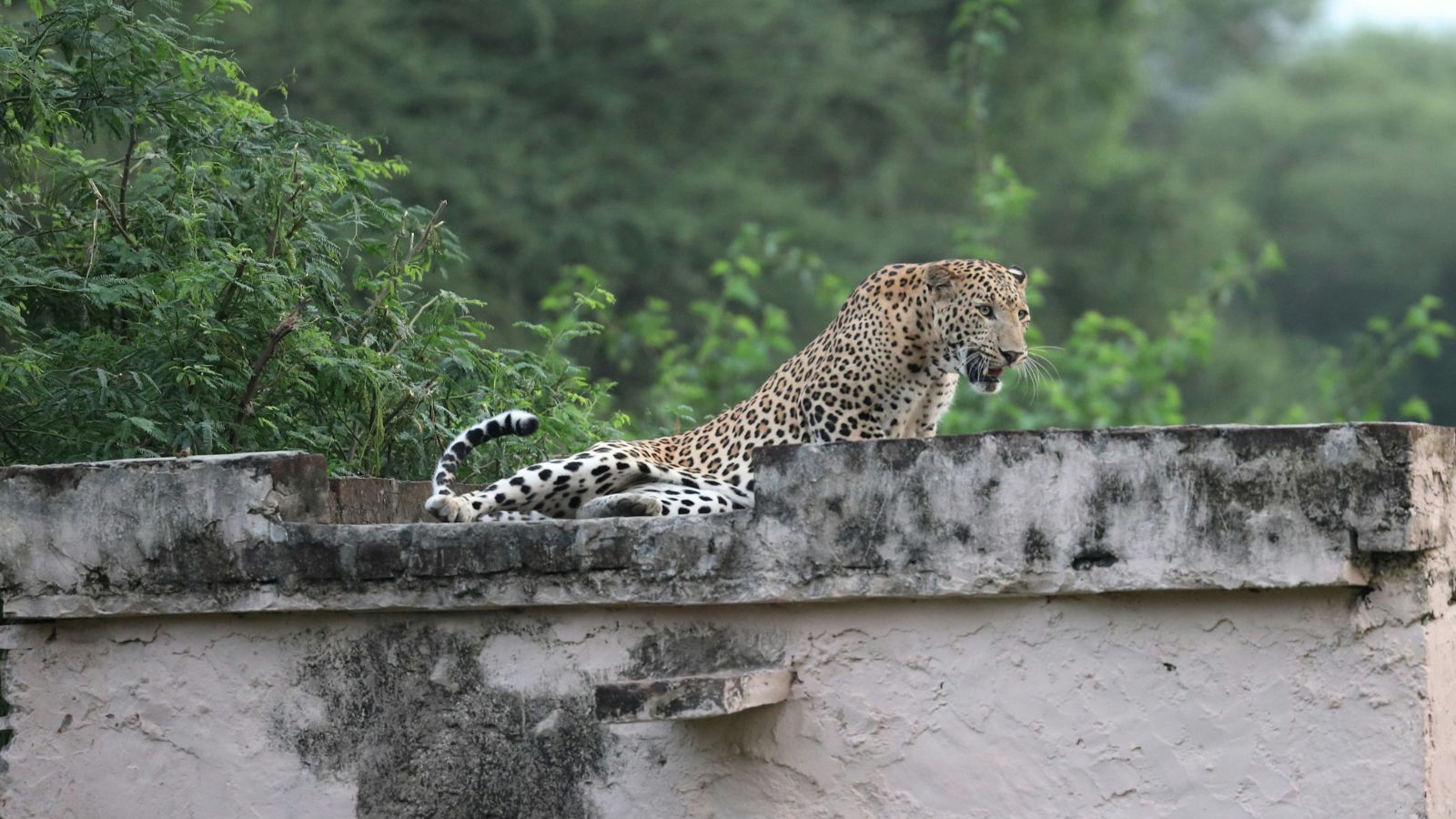 Man-leopard conflict prompts Rajasthan government to launch helpline