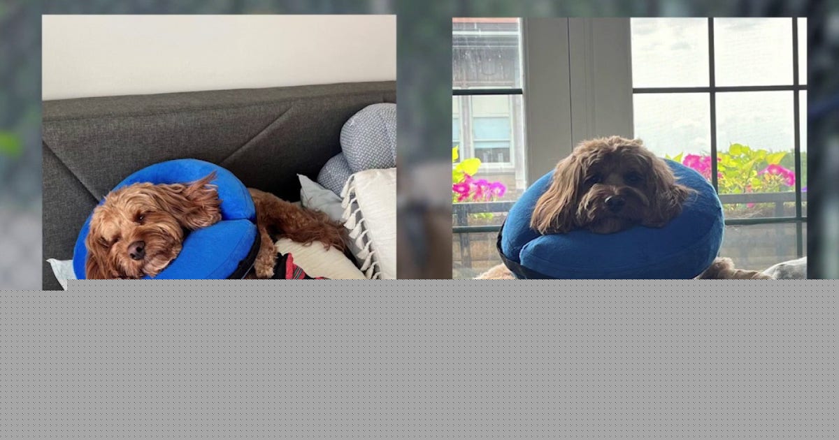 Chicago dog owners report paw injuries after Hamlin Park renovations