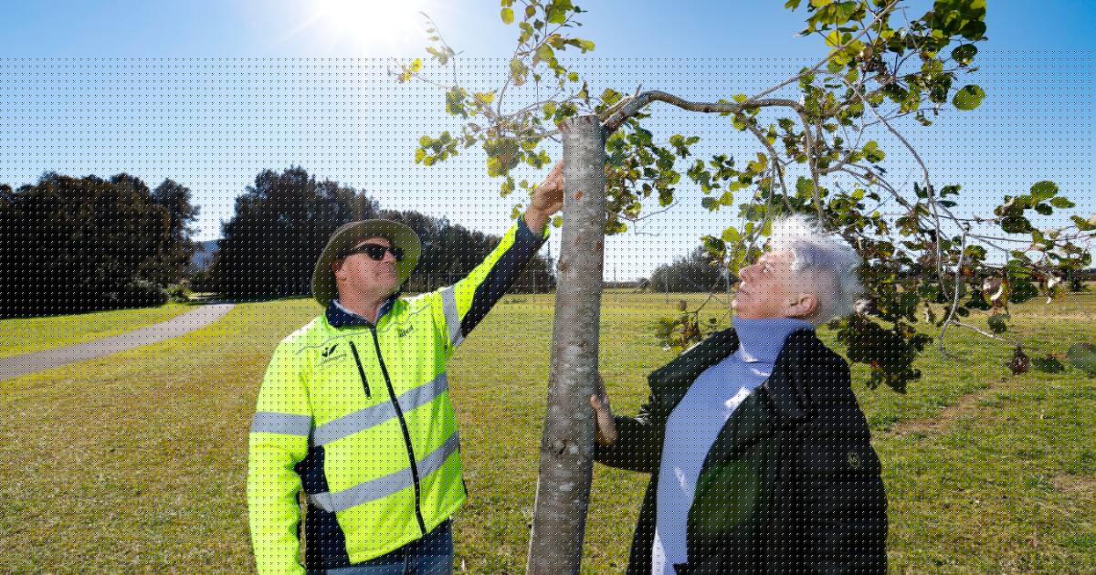 Destroyed trees and fire: council calls for calm after Horsley vandalism attacks