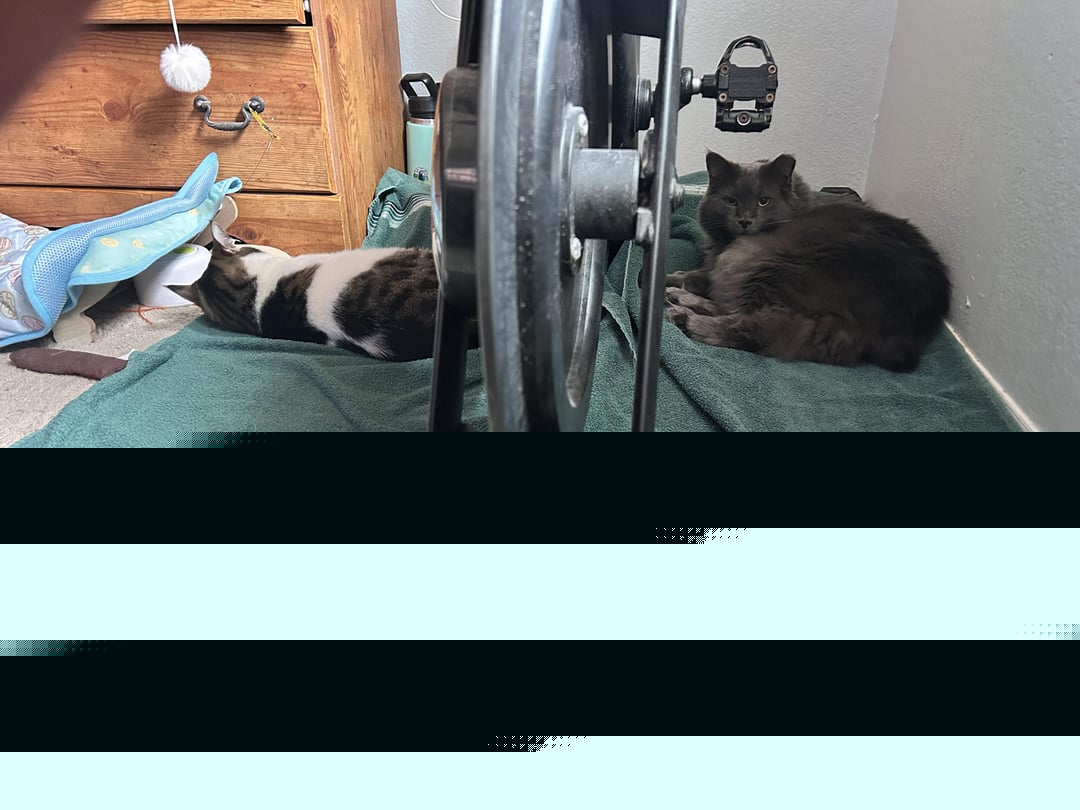 Animals Being Jerks - Can't work out now