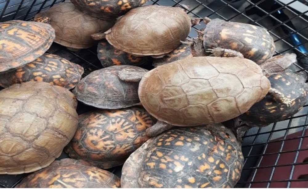 More Than 150 Box Turtles Illegally Dumped Near River In Cranford NJ