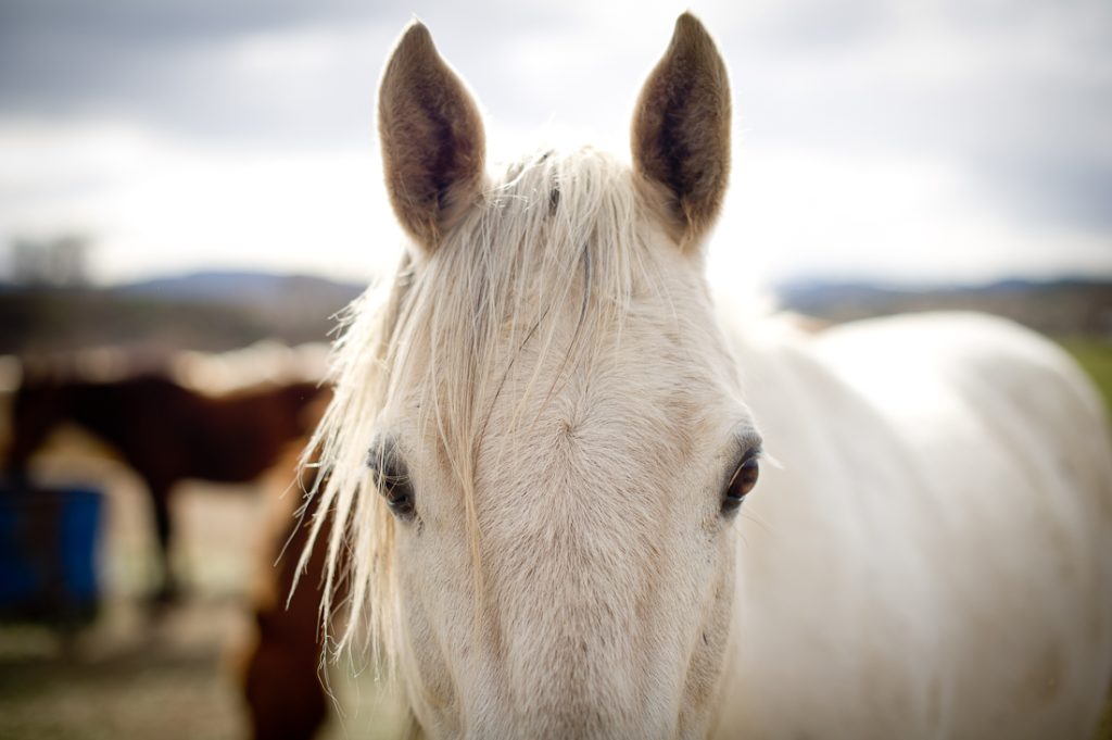 Animal Hour: Handling heat stress in horses