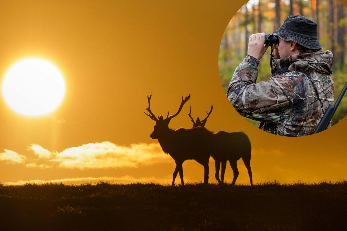 Michigan Elk Hunt Applications Open Friday With Fewer Tags