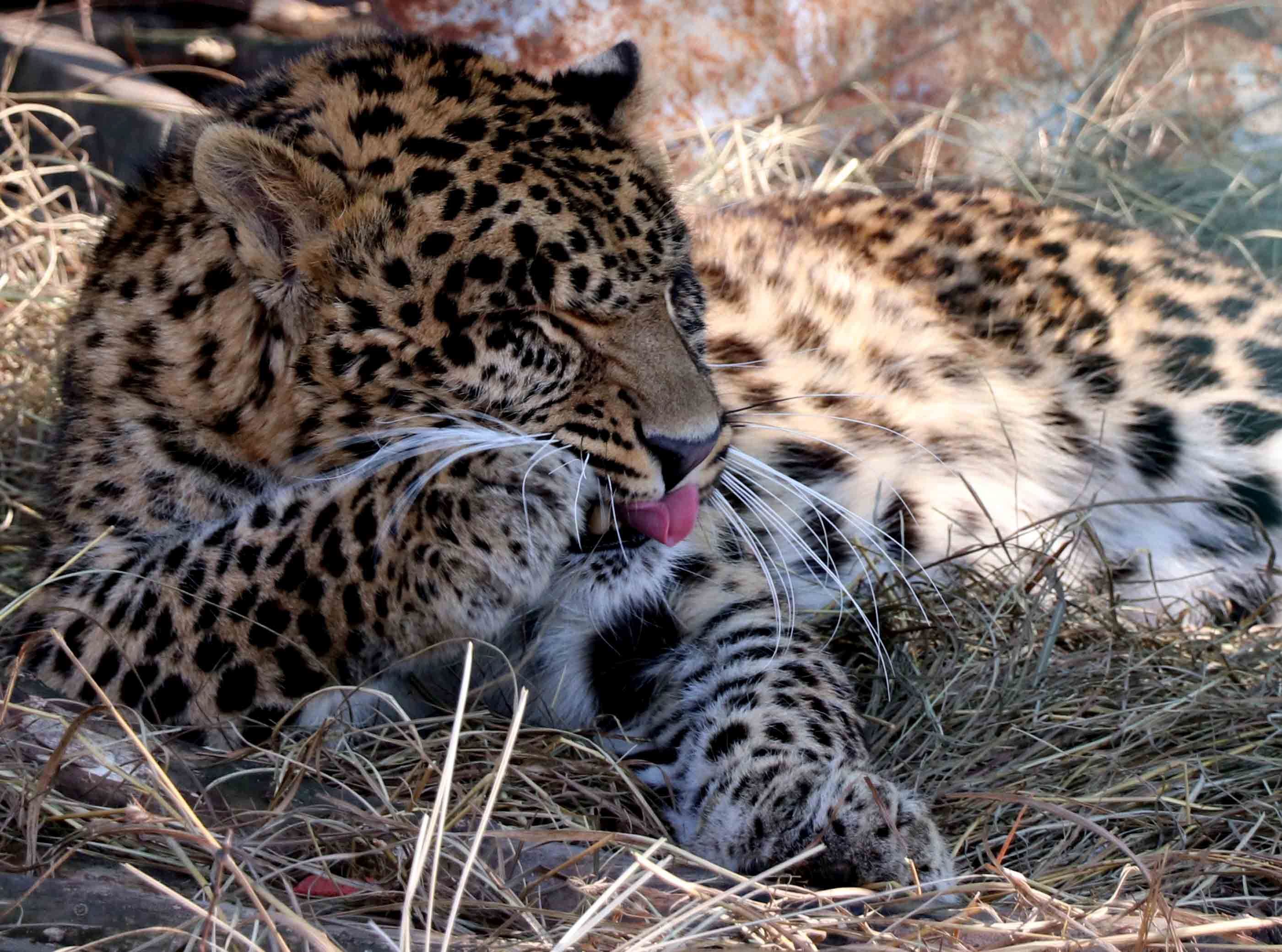 8-Year-Old Boy Injured in Leopard Attack in North Kashmir