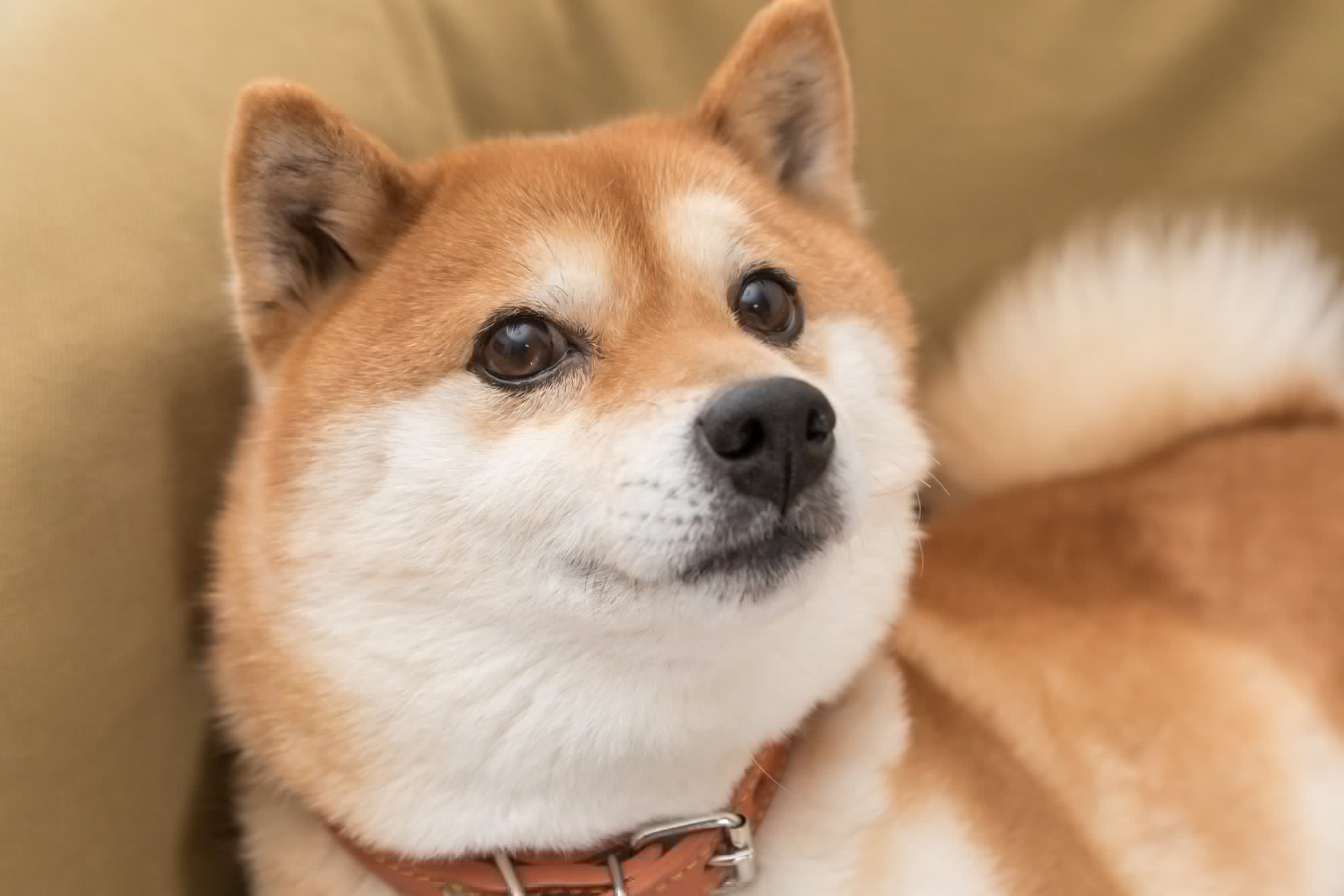 If You'd Invested $500 in Dogecoin 5 Years Ago, Here's How Much You'd Have Today