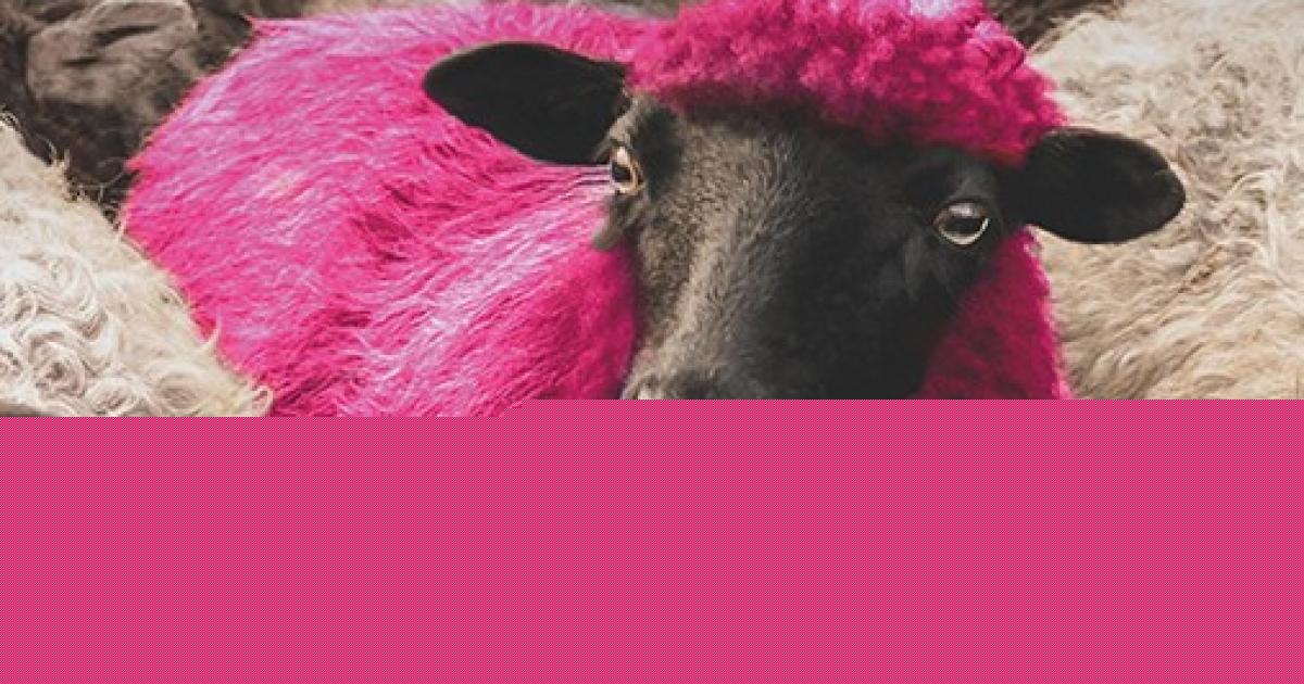 Award-winning film about shepherd is screening in Devizes