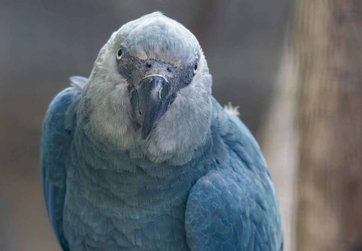 Ejemplar de guacamayo azul, extinto en estado salvaje por más de 20 años, nace en Bélgica