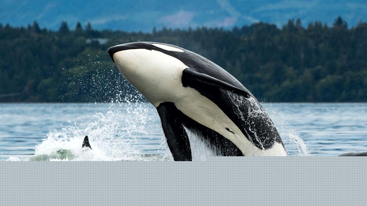 Are killer whales targeting vessels out of boredom, or is there more behind the mysterious boat sinkings?