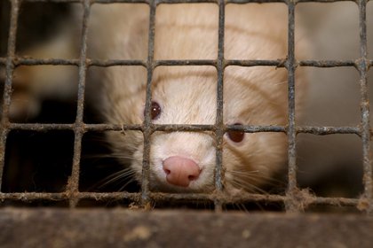 Petition: EU Must Ban Fur Farming After Poland’s Historic Ban