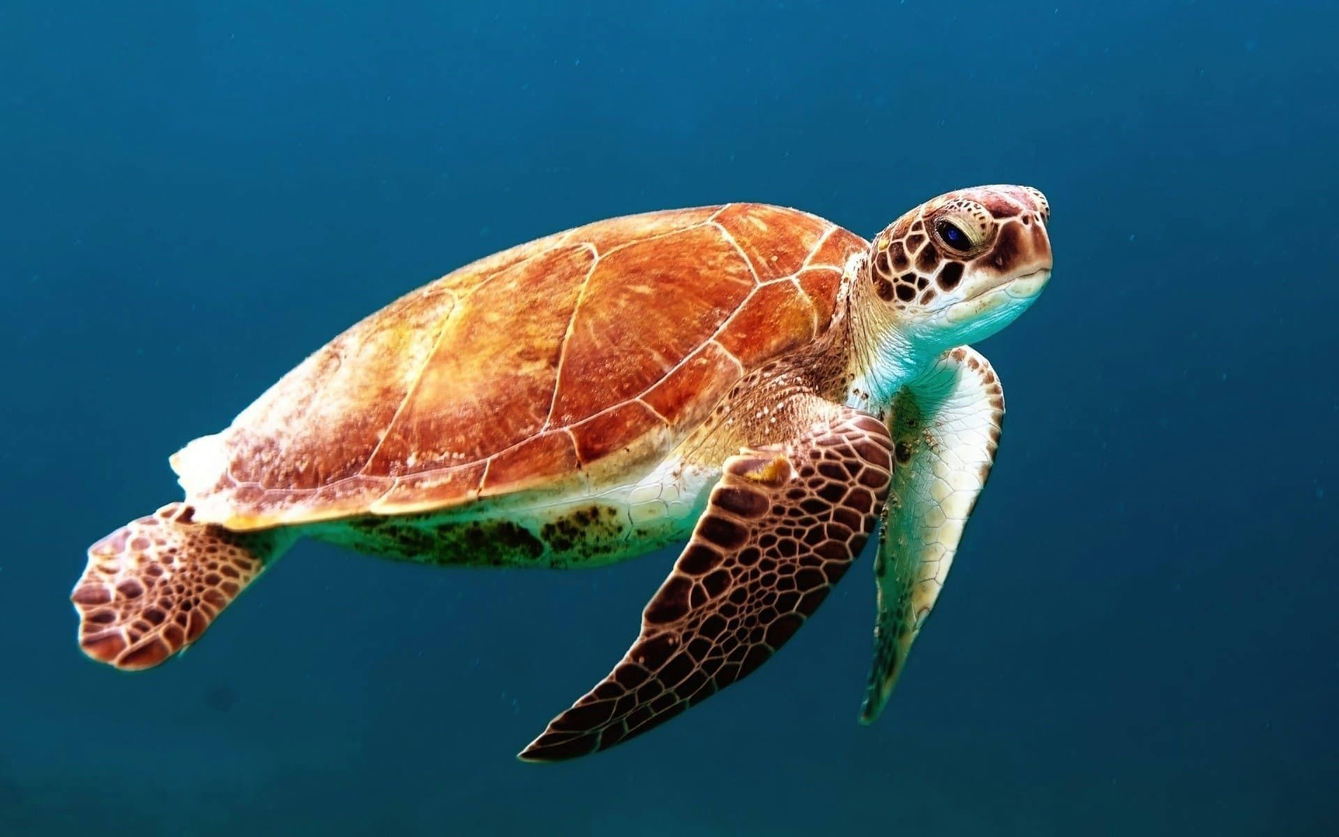 Día Mundial de los Animales 2025