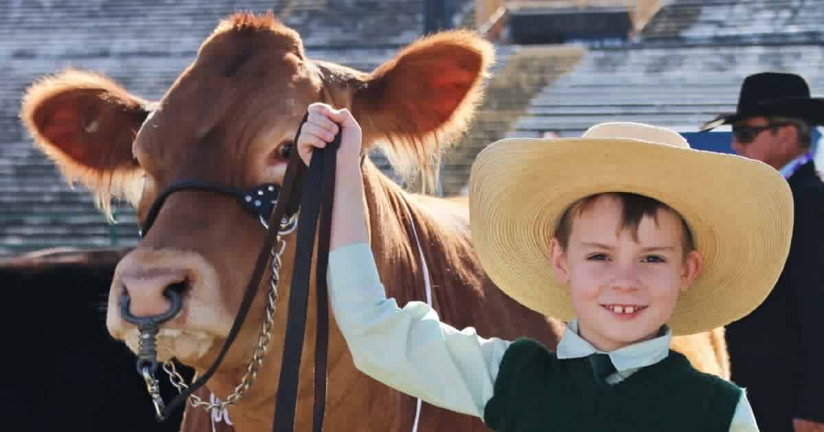 Whiskey Fix and Orange Juice: youngsters claim Ekka Limousin breed ribbons