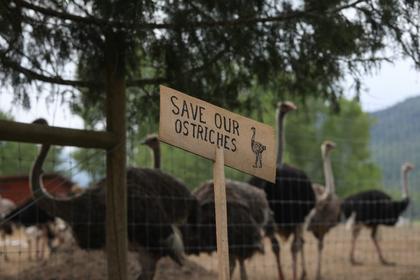 Food inspection agency serves warrant on BC ostrich farm facing cull of 400 birds