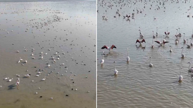 Akşehir Gölü’nde yıllardır özlenen tablo: Flamingolarla renklenen gölde umut büyüyor