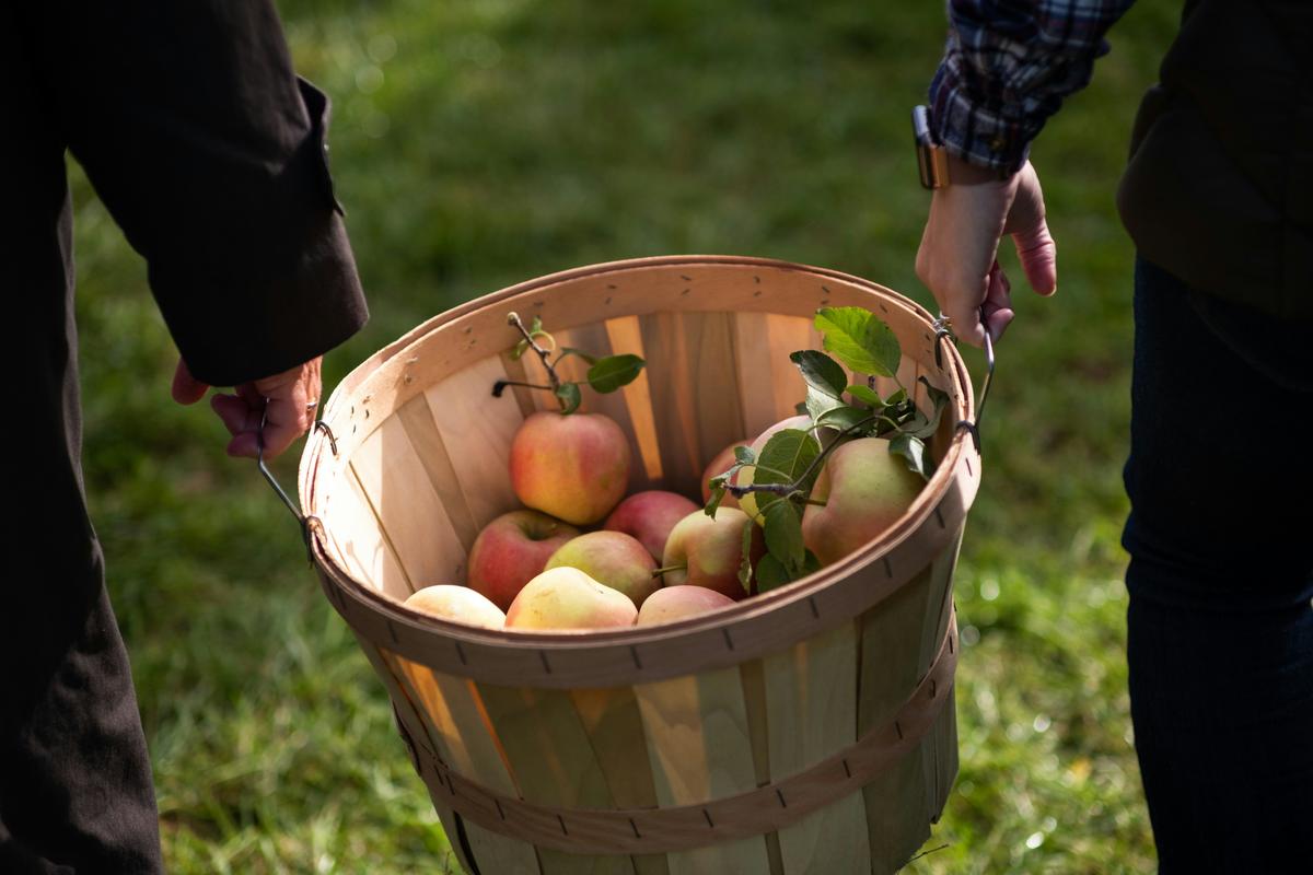 Fall Fun Awaits With Apple Picking In Southwest Michigan
