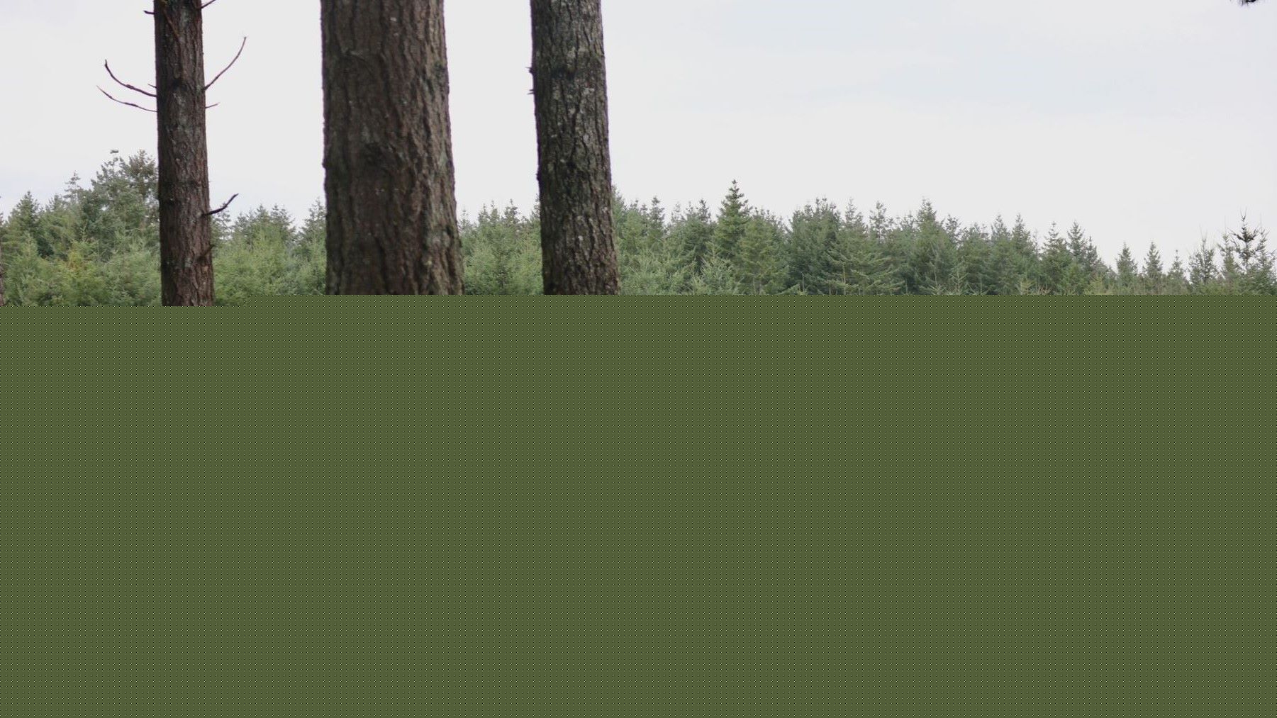 Esto es lo que pasaría si desaparecieran los bosques del planeta