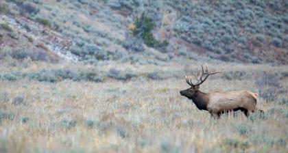 Hunting regulation changes in the Sheridan Region