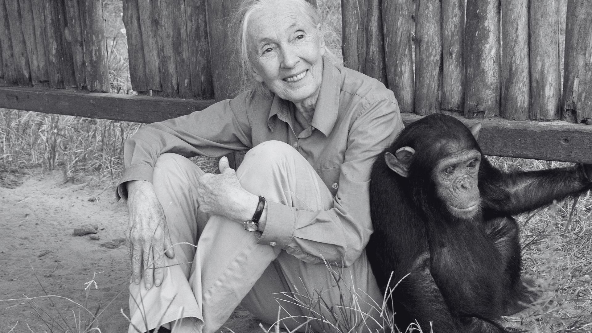 Morre Jane Goodall, renomada pesquisadora de chimpanzés e da defesa ambiental
