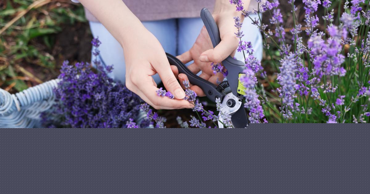 Gardeners urged to prune these 5 plants in August before time runs out