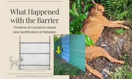 Bidadari dogs caregivers share timeline after multiple concerns lead to barrier rectification