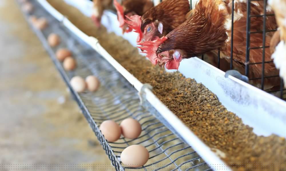 Lagos traders, consumers lament as egg prices soar