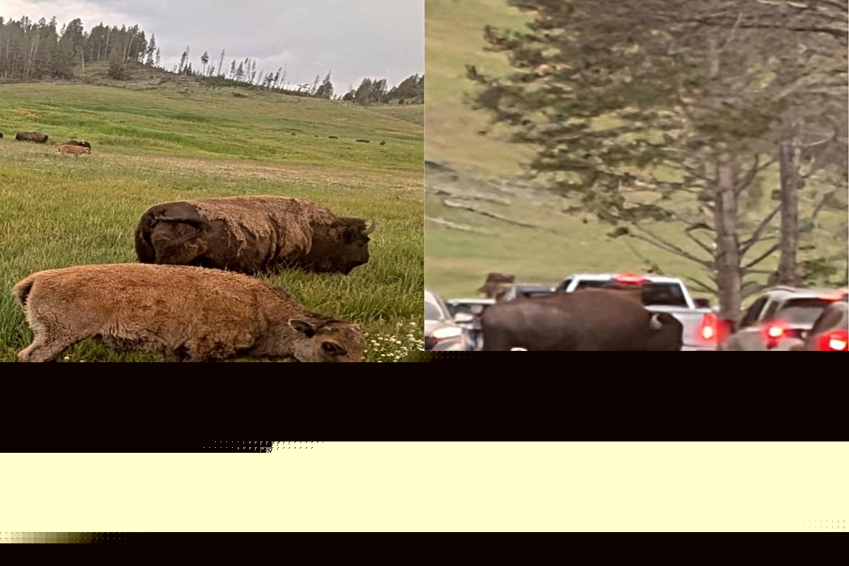 GALLERY: Bison Still Run Things At Yellowstone National Park
