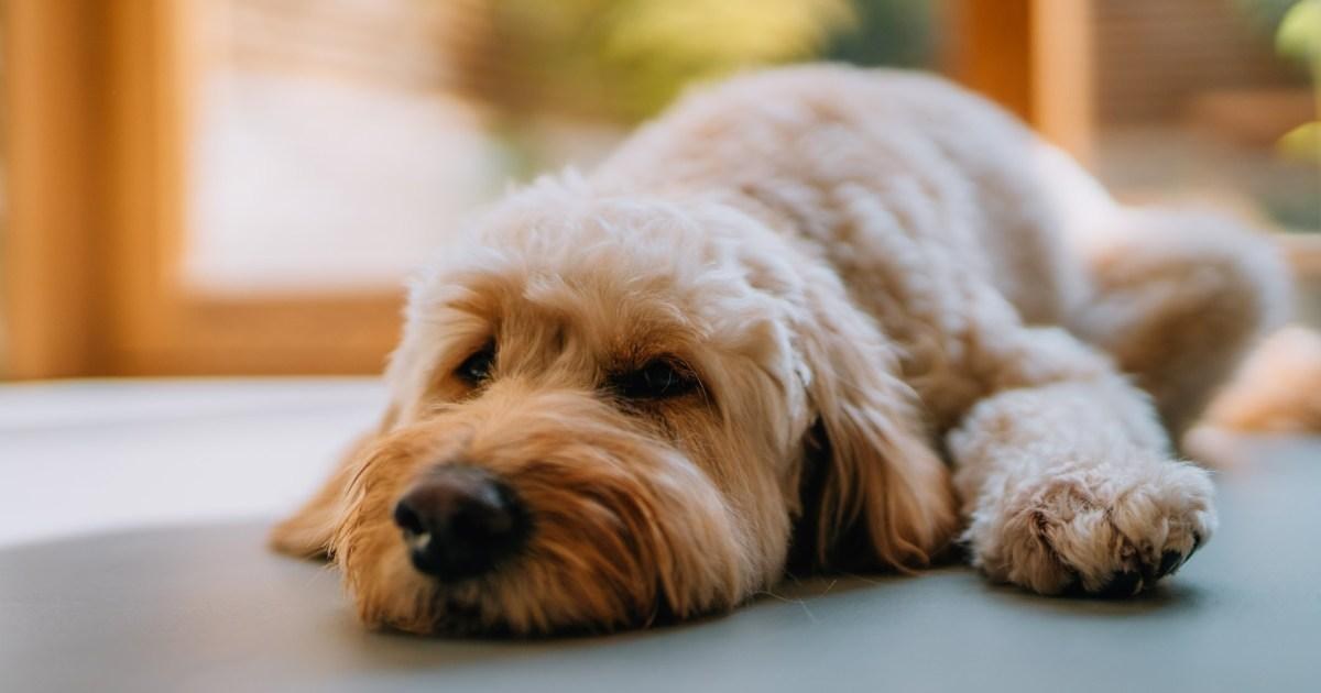 Thank you Greg James — everyone should get compassionate leave when a pet dies