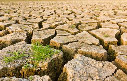 Morocco to spend $670 million to replenish livestock up to 2026