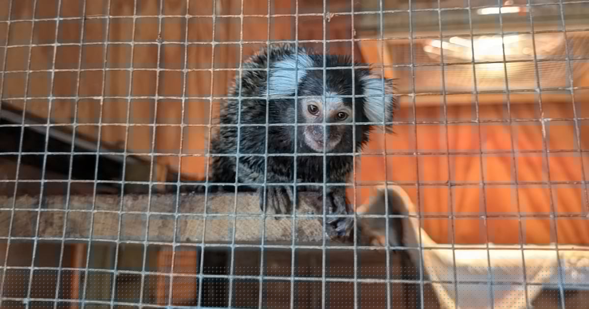 Monkey abandoned in laundry bag on London bus
