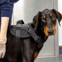 Abused dog with skull fractures finally finds forever home