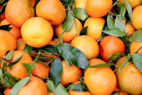 Citrus export forecast cut after floods and Middle East conflict