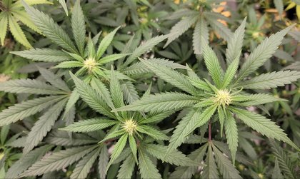 DEA Is ‘Drafting’ Rule To Reschedule Marijuana ‘ASAP,’ Trump’s First Pick For Attorney General Says
