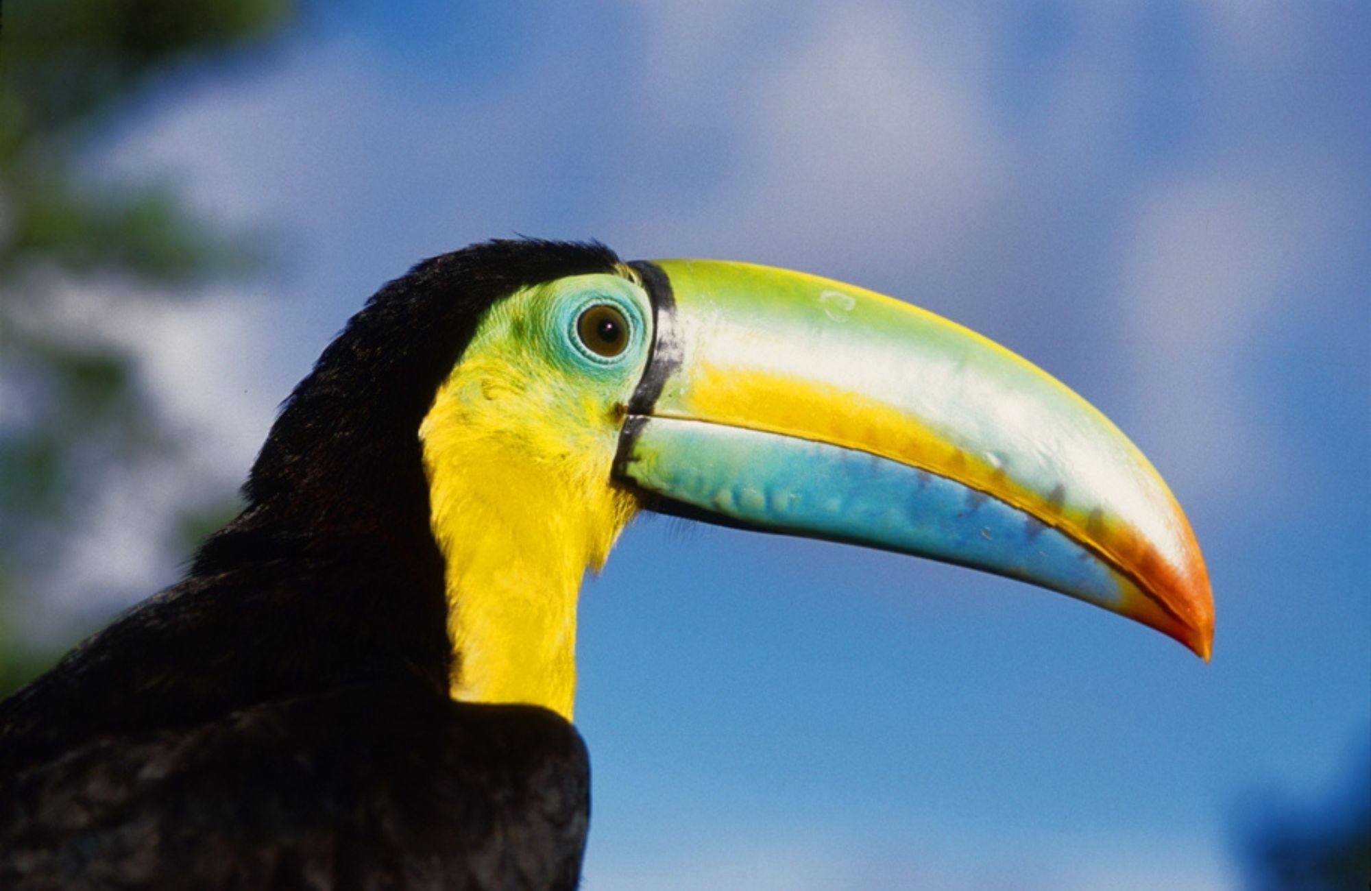Birdwatching Tourism Grows in Colombia