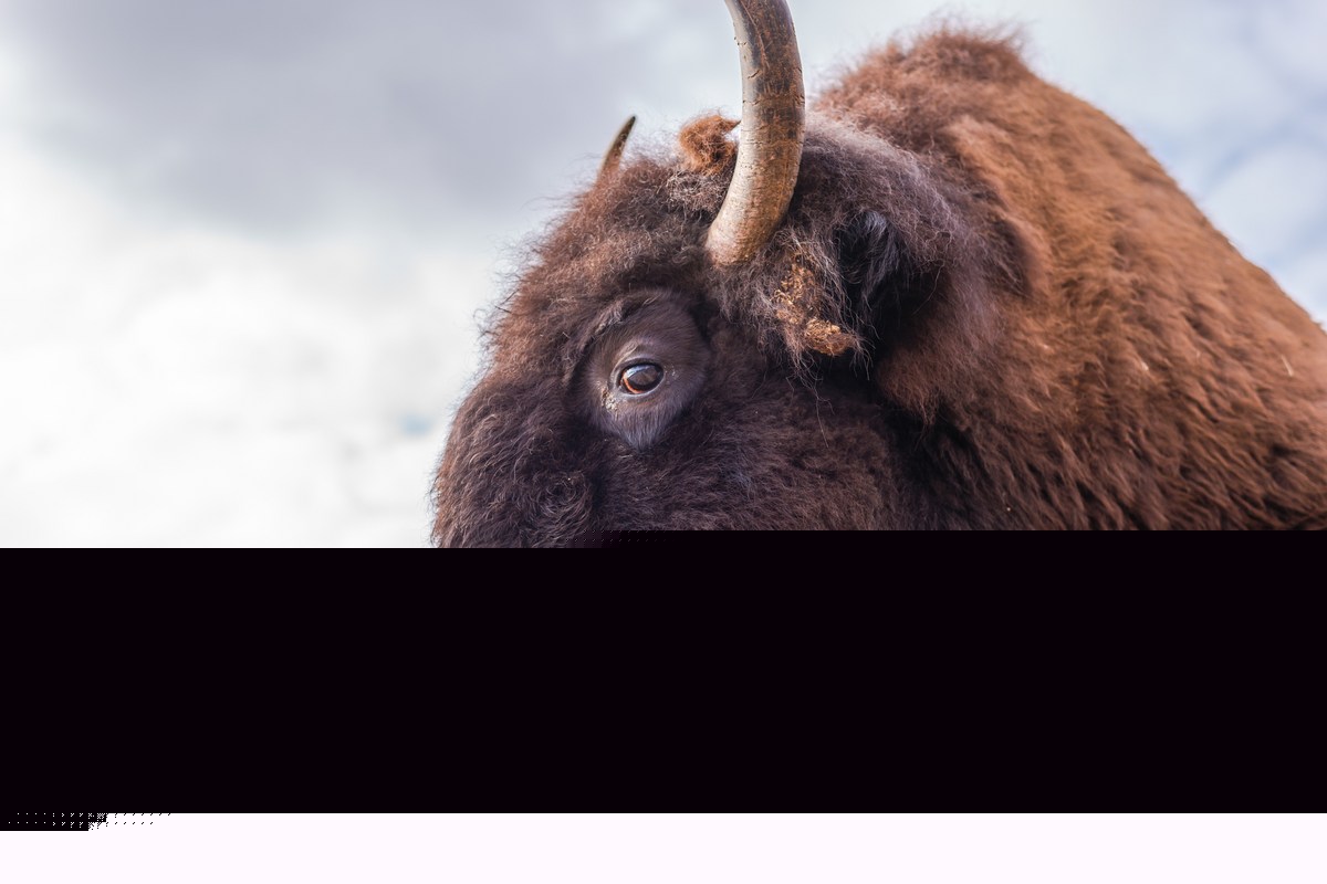 Yellowstone Bison Attack Victim Tells His Story From Hospital Bed