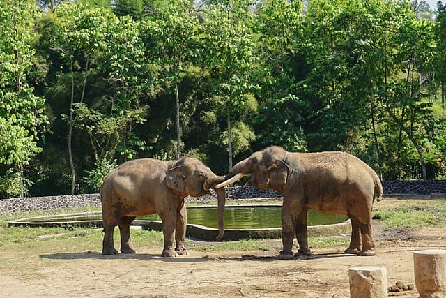 Flirting in the Animal Kingdom
