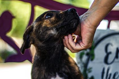 The Pet Pictures Shocking North Dakota Feeds