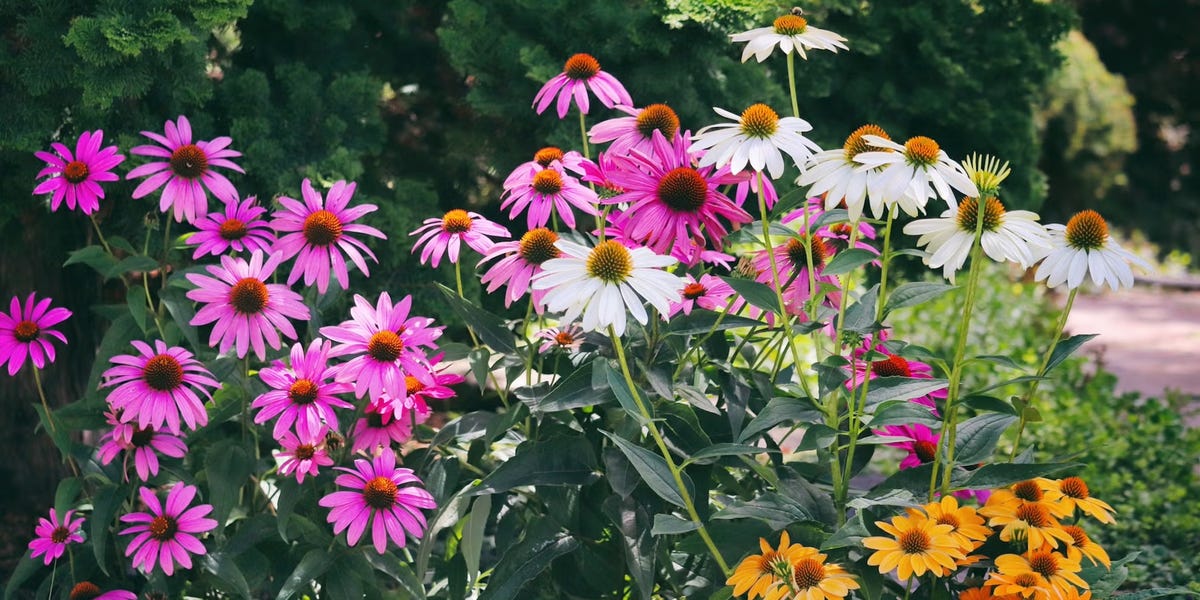 The Best Outdoor Plants for People Who Forget to Water