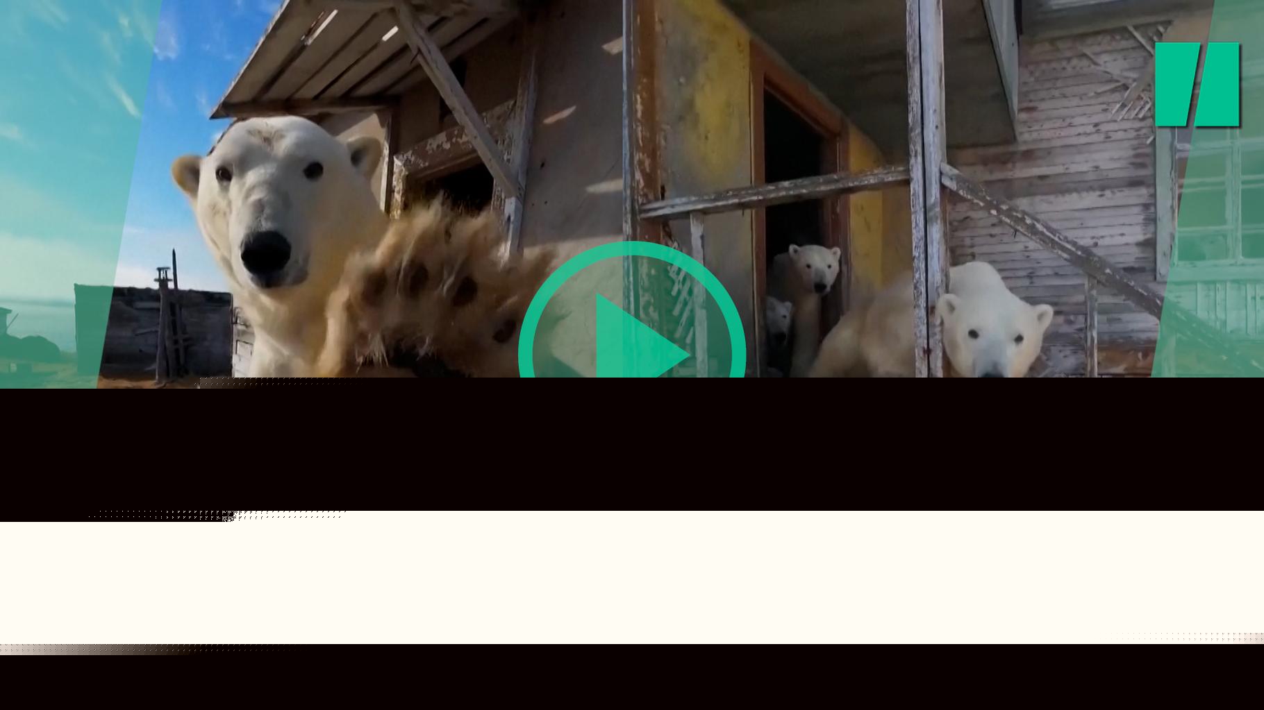 En Russie, cette famille d’ours polaires s’est installée dans une station de recherches abandonnée