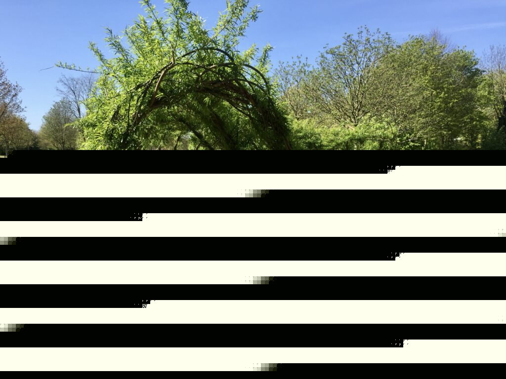 Bridgford Park willow tunnel replacement confirmed for autumn