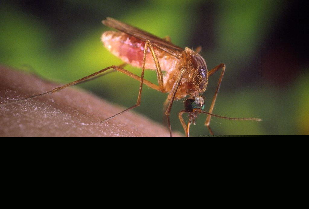 West Nile Virus Prompts New Blood Donation Measures