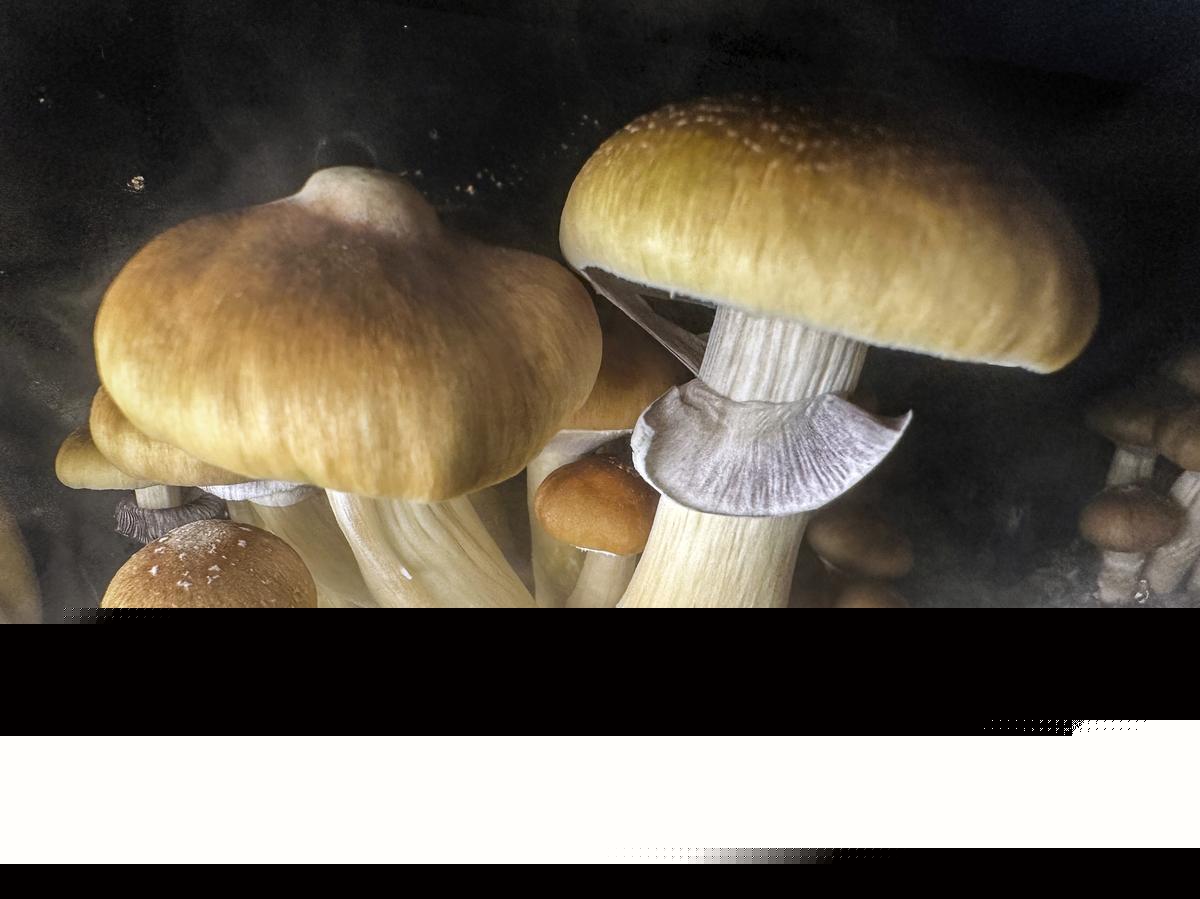Tip Led To A Major Magic Mushrooms Dealing Operation In Illinois