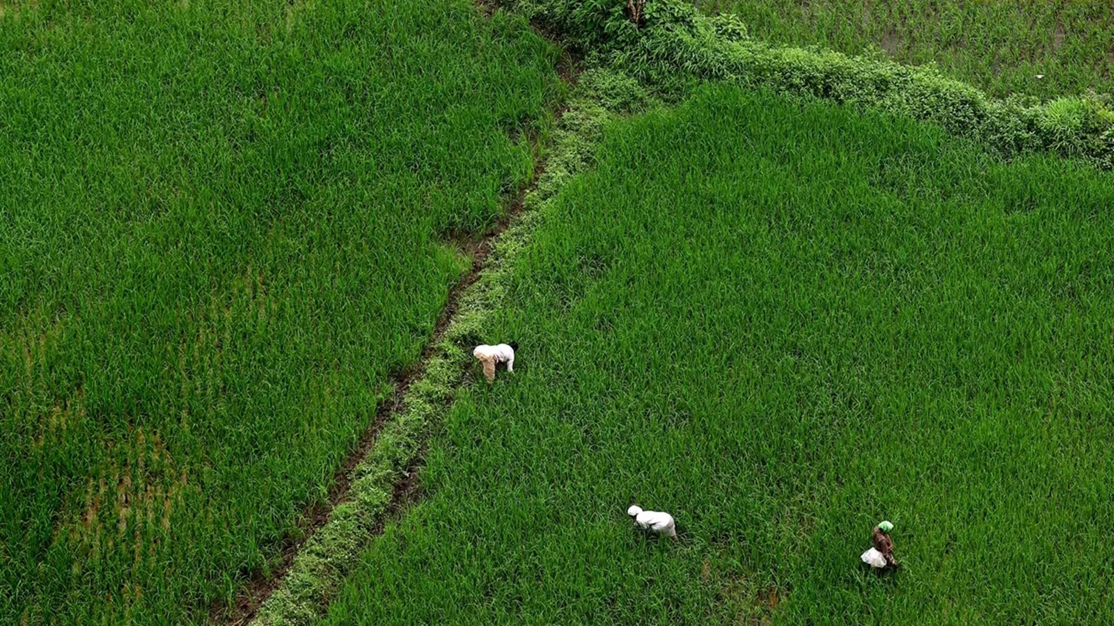 Dear Donald Trump, hear out Indian farmers