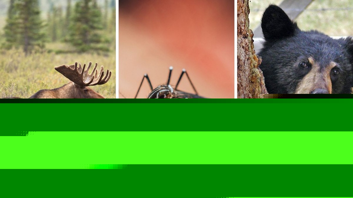 The Most Dangerous Animal in NY...is a Mosquito?