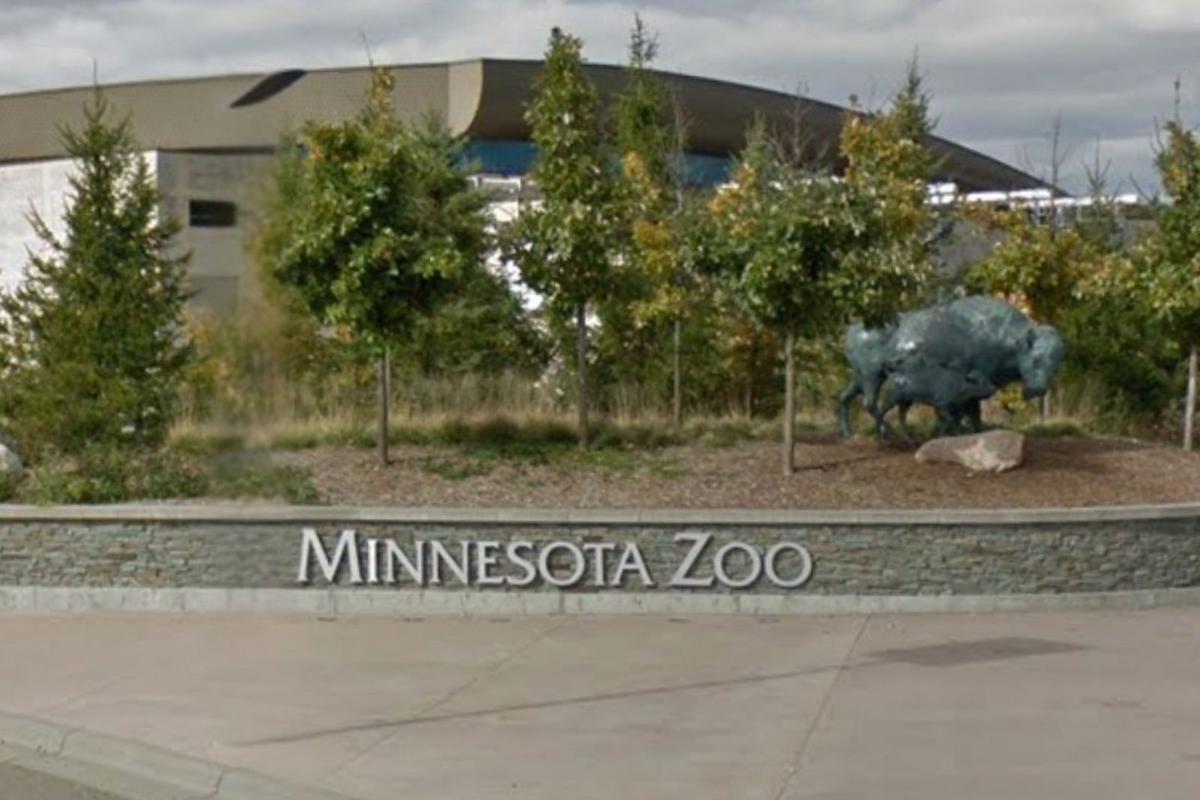 Canada Lynx Kittens Thriving After Tragic Loss At Minnesota Zoo