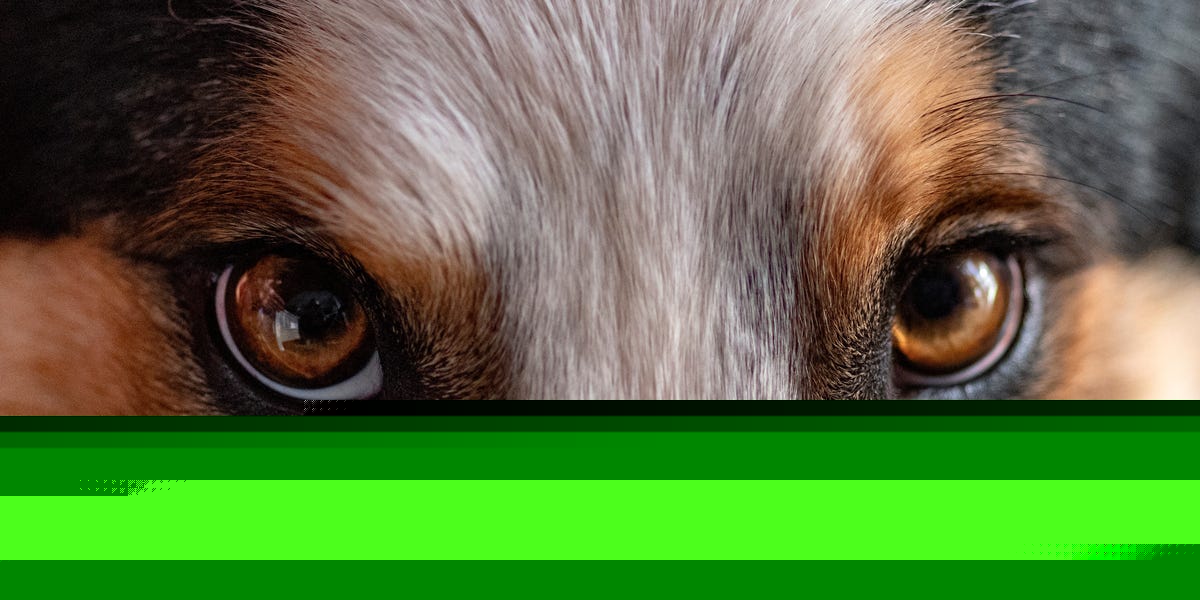 Your Dog’s Brain May Be in Perfect Sync With Your Own, New Evidence Reveals