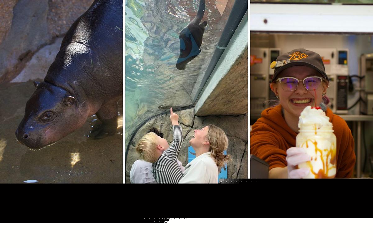 Beat the Heat and Save Big at John Ball Zoo with Their New Summer Discount