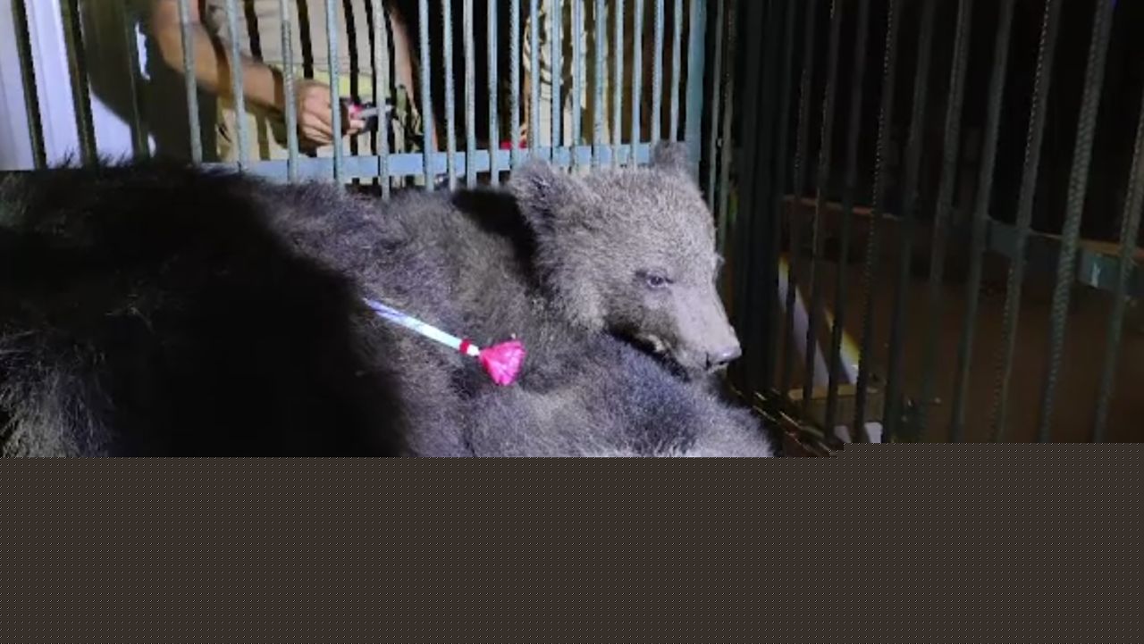 Ursoaică și doi pui salvați de la împușcare. Au fost capturați la Brașov și duși definitiv în rezervația de la Zărnești
