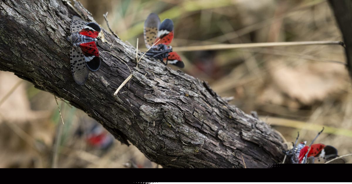 Spotted lanternflies are spreading. A bipartisan bill aims to fight back